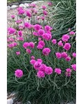 Армерія приморська Розеа (рожева) | Armeria maritima Rosea | Армерия приморская Розеа (розовая)